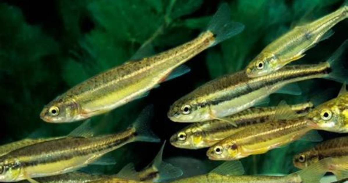 Where Do Minnows Live?