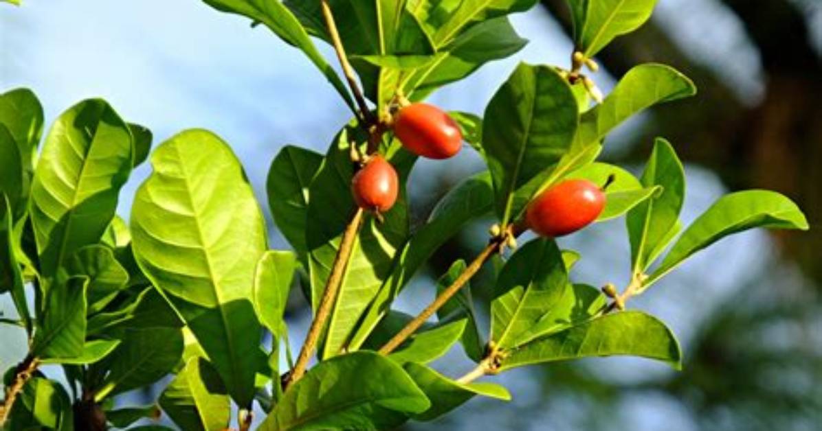 Where Do Miracle Berries Grow