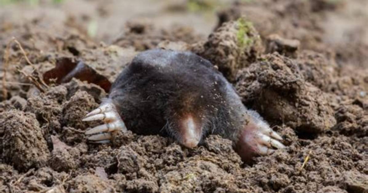 Where Do Moles Live