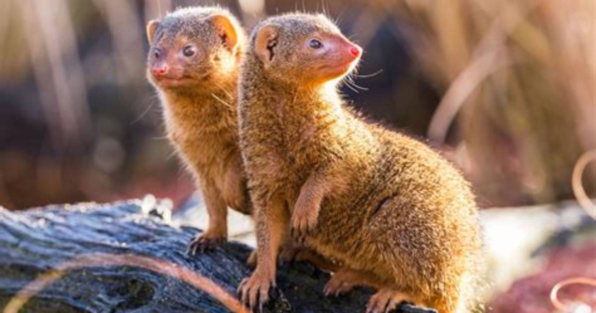 Where Do Mongooses Originally Come from?