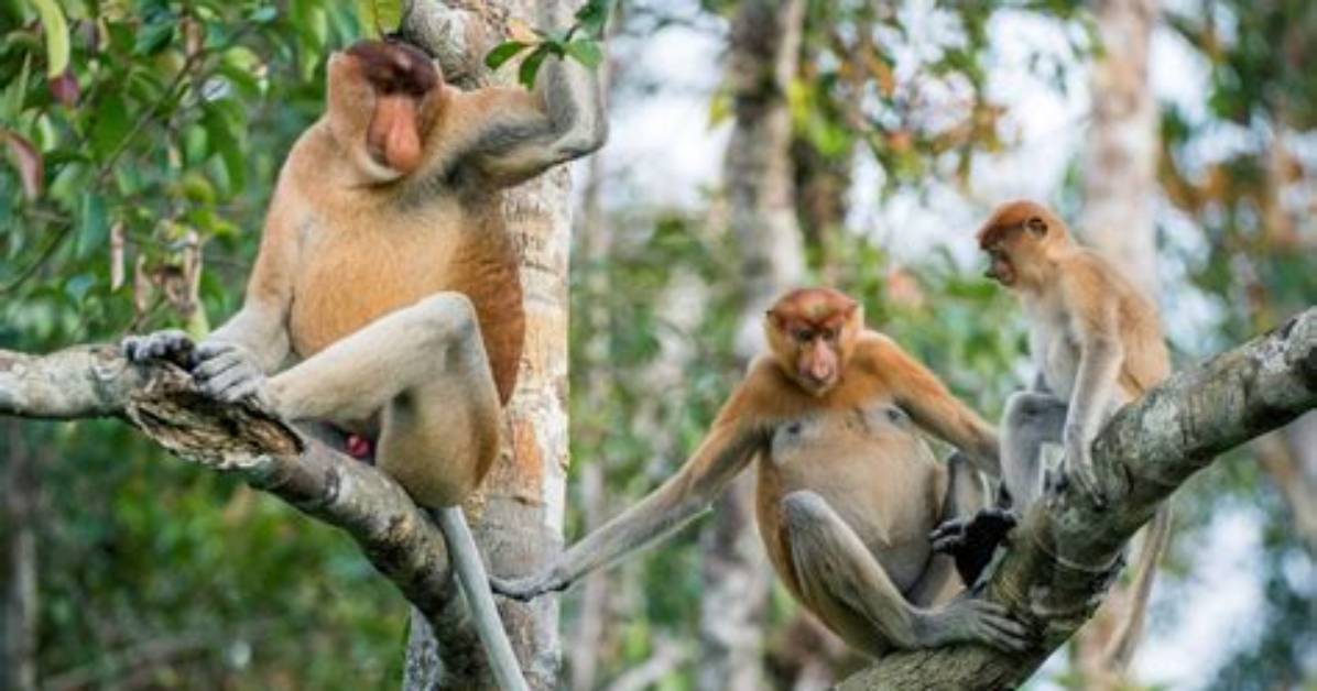 Where Do Monkeys Live?