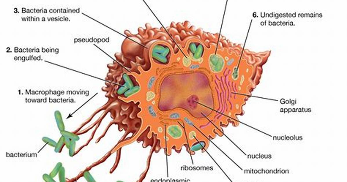 Where Do Mononuclear Phagocytes Come from?