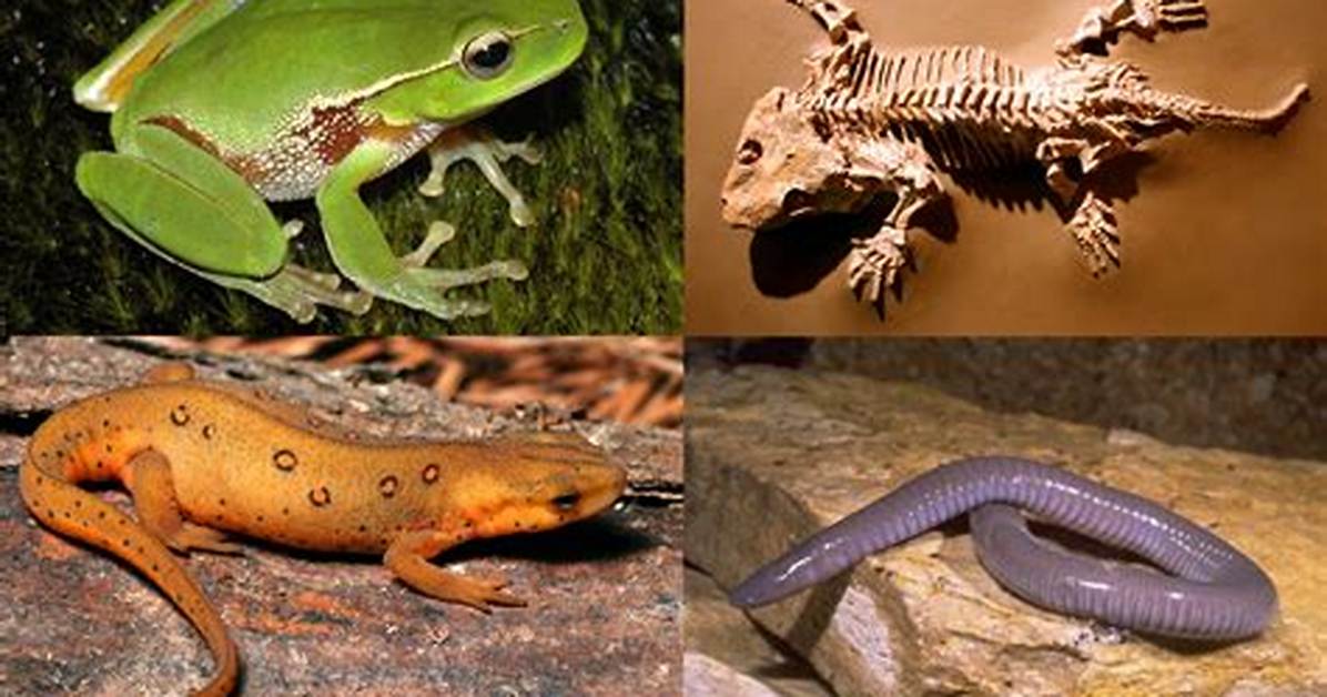 Where Do Most Amphibians Live?