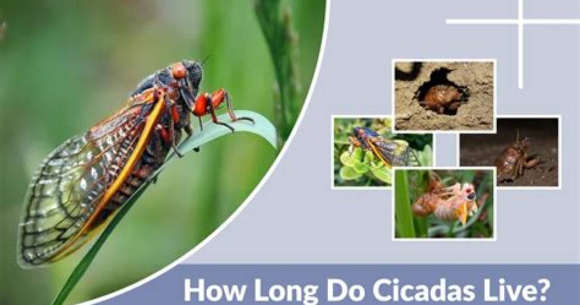 Where Do Most Cicadas Live?