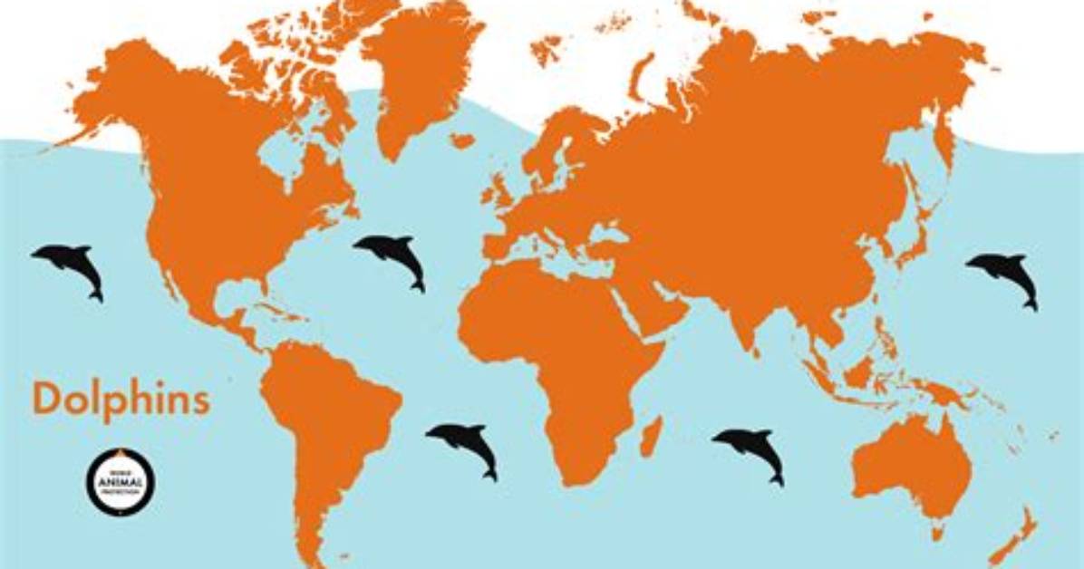 Where Do Most Dolphins Live?