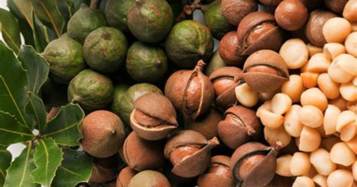 Where Do Most Nuts Grow