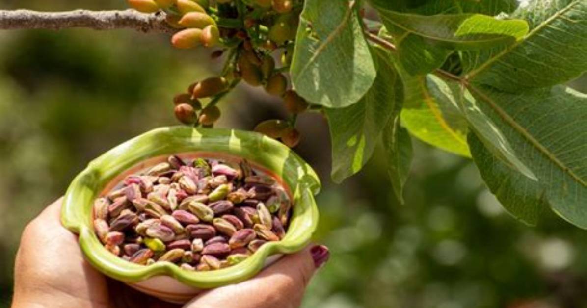 Where Do Most Pistachios Come From