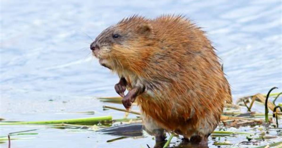 Where Do Muskrat Live?