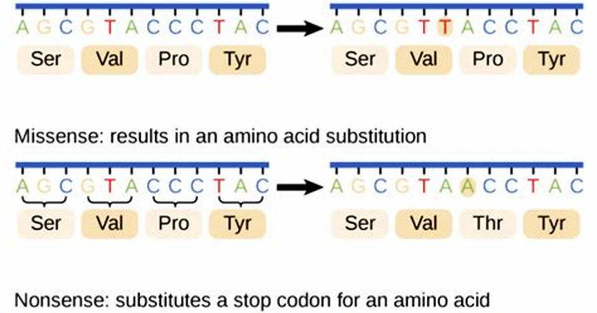 Where Do Mutations Occur?