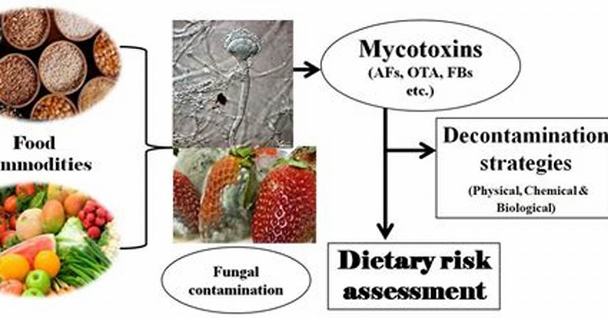 Where Do Mycotoxins Come from?