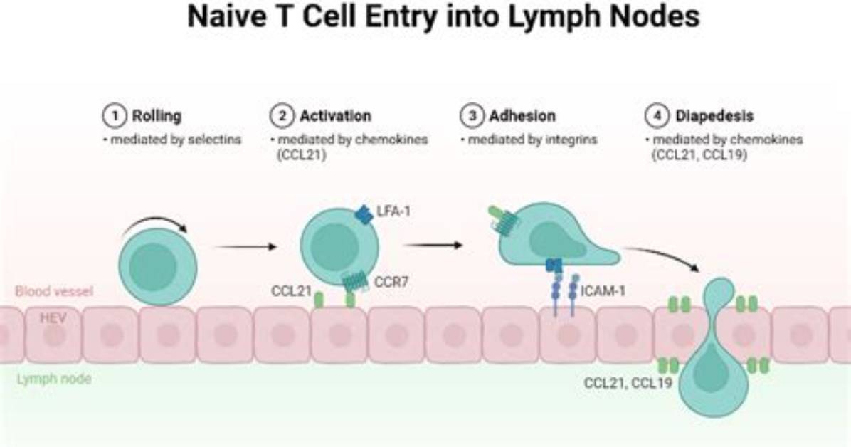 Where Do Naive T Cells Reside?