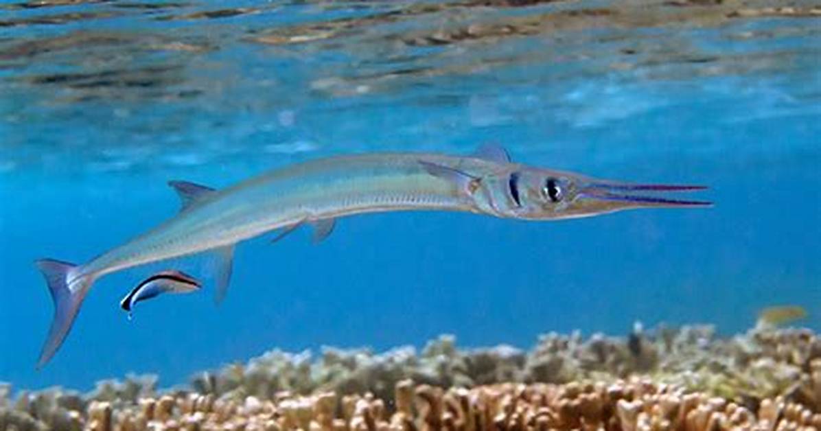 Where Do Needlefish Live?