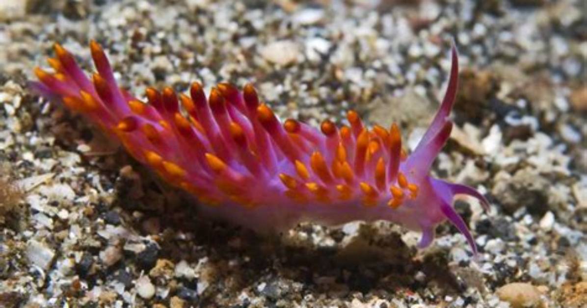 Where Do Nudibranchs Live?