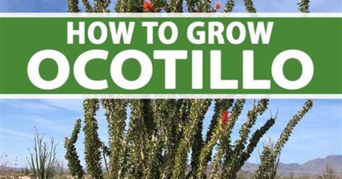 Where Do Ocotillos Grow