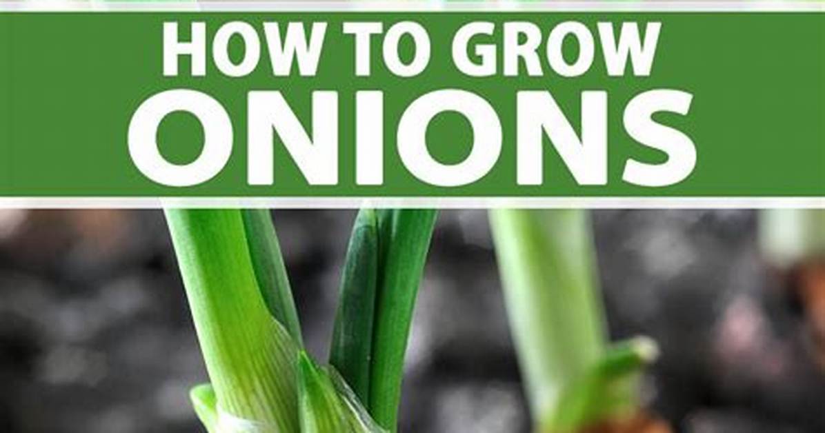 Where Do Onions Grow