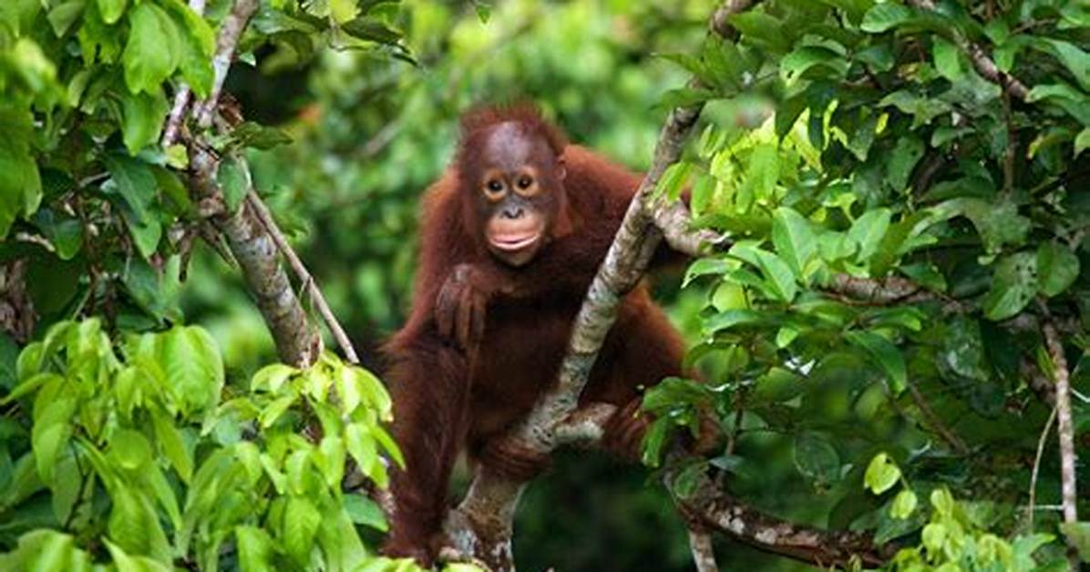 Where Do Orangutans Live?