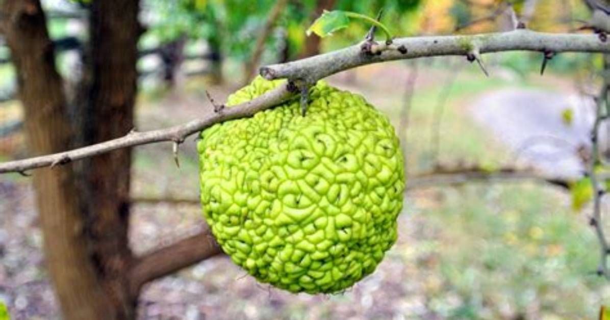Where Do Osage Oranges Grow