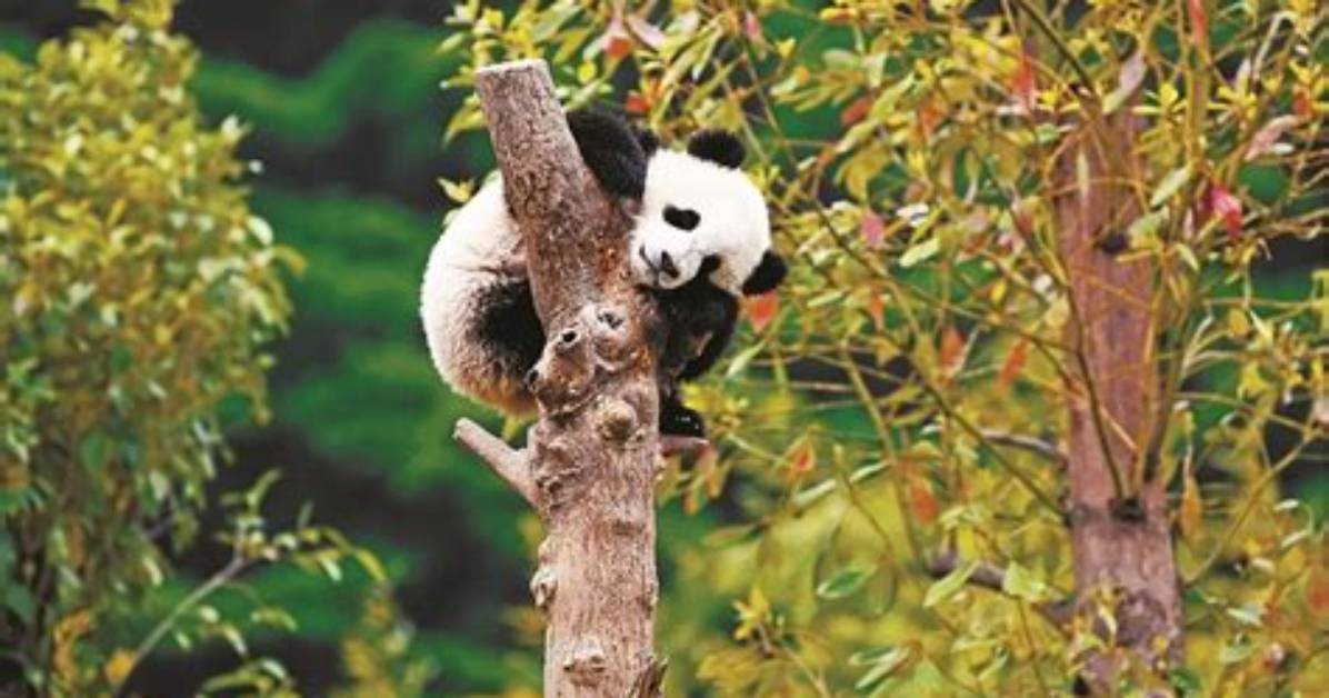 Where Do Pandas Live?
