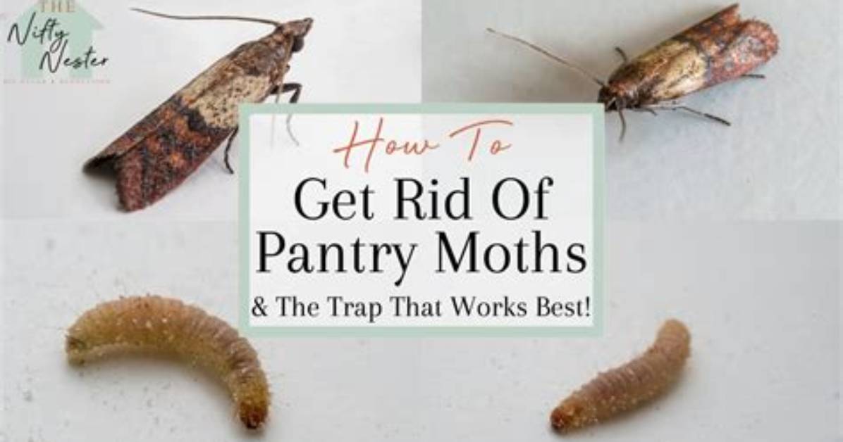 Where Do Pantry Moths Lay Eggs