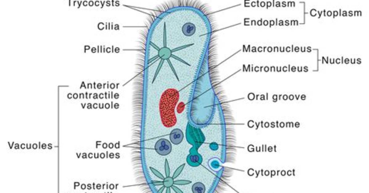 Where Do Paramecium Live?