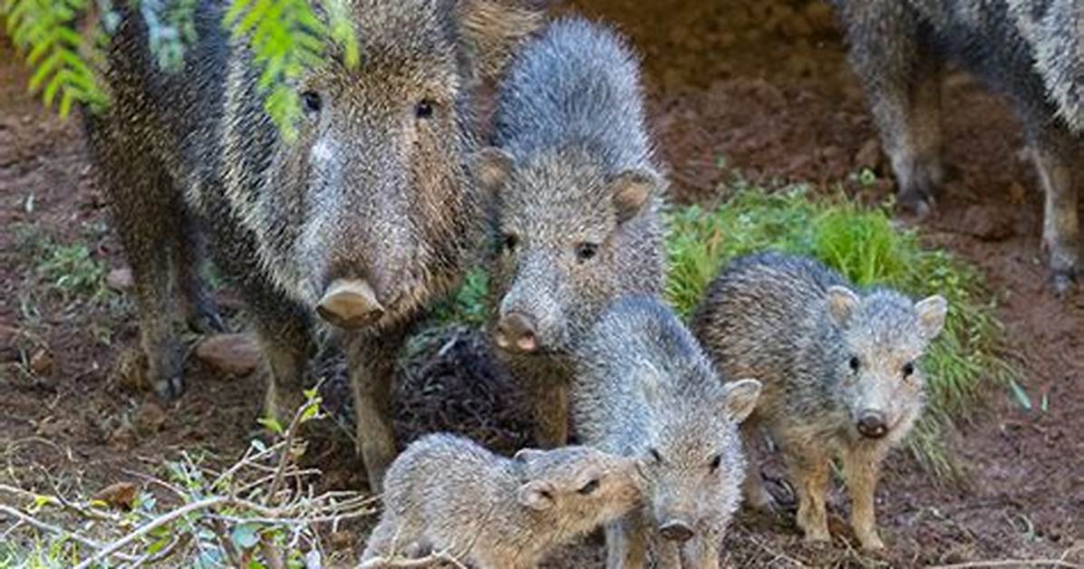 Where Do Peccaries Live?