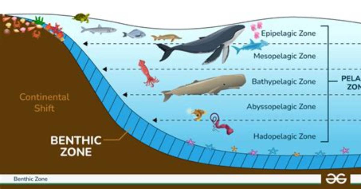 Where Do Pelagic Fish Live?