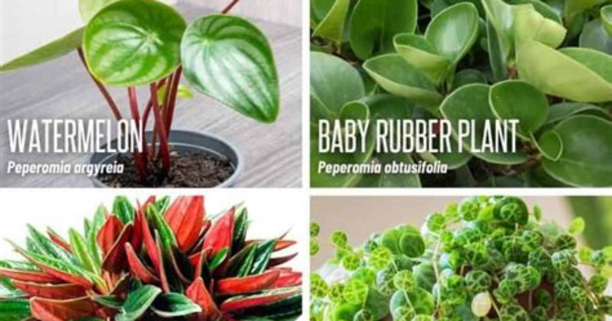 Where Do Peperomia Come from?