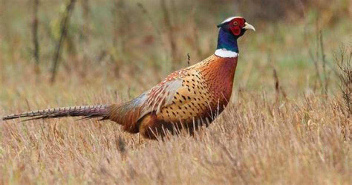 Where Do Pheasants Live