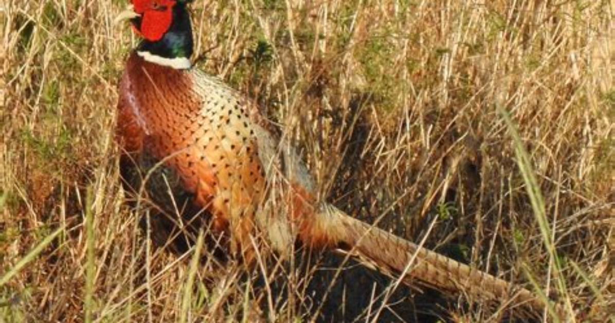 Where Do Pheasants Make Their Nests?