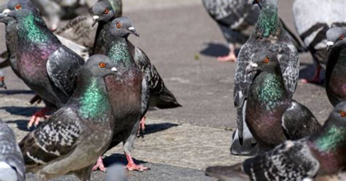 Where Do Pigeons Live?