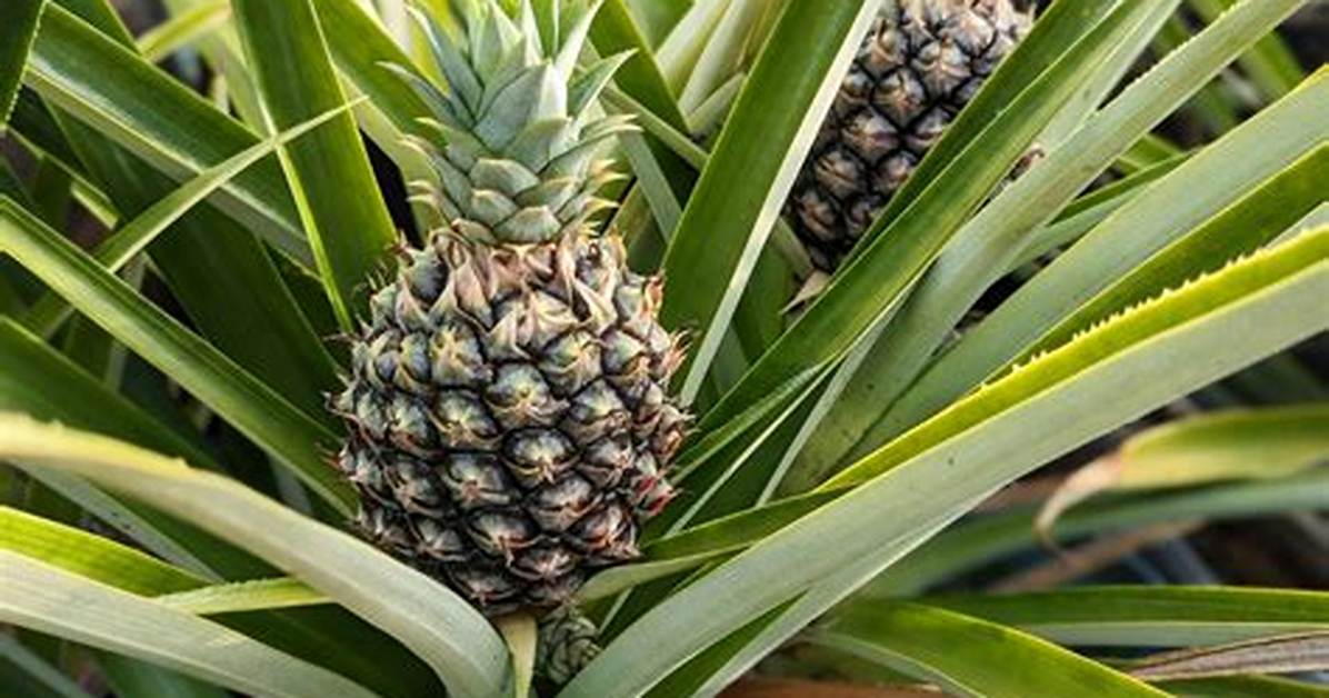 Where Do Pineapples Come from?
