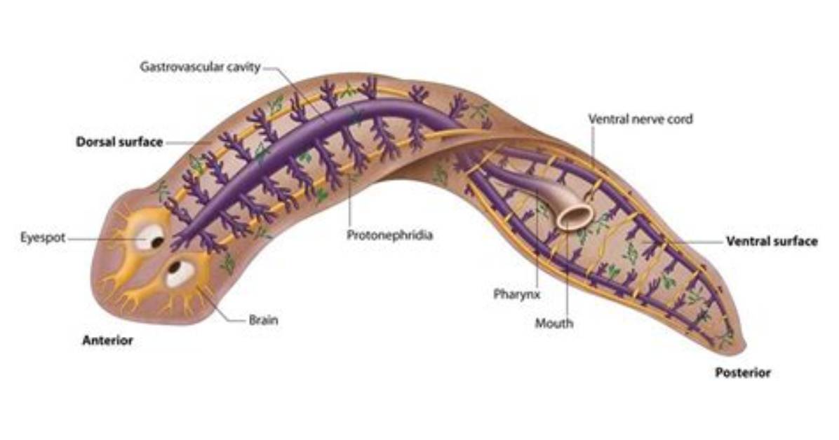 Where Do Planarians Live?