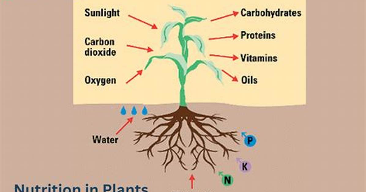 Where Do Plants Get Their Nutrition From