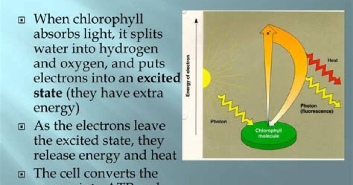 Where Do Plants Store Their Energy