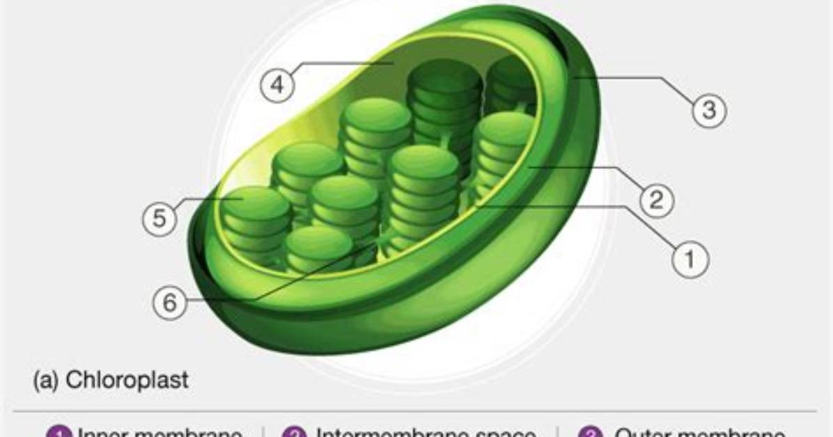 Where Do Plastids Usually Found