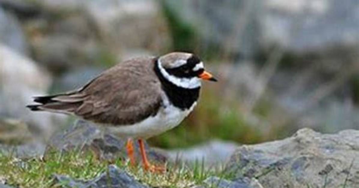 Where Do Plovers Live?