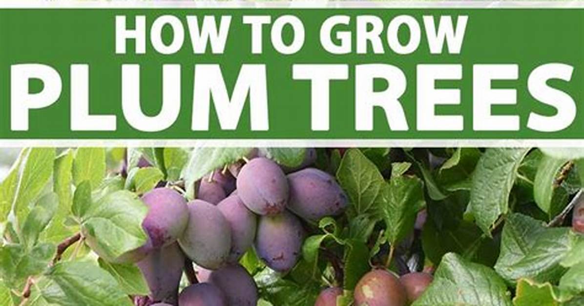 Where Do Plums Grow