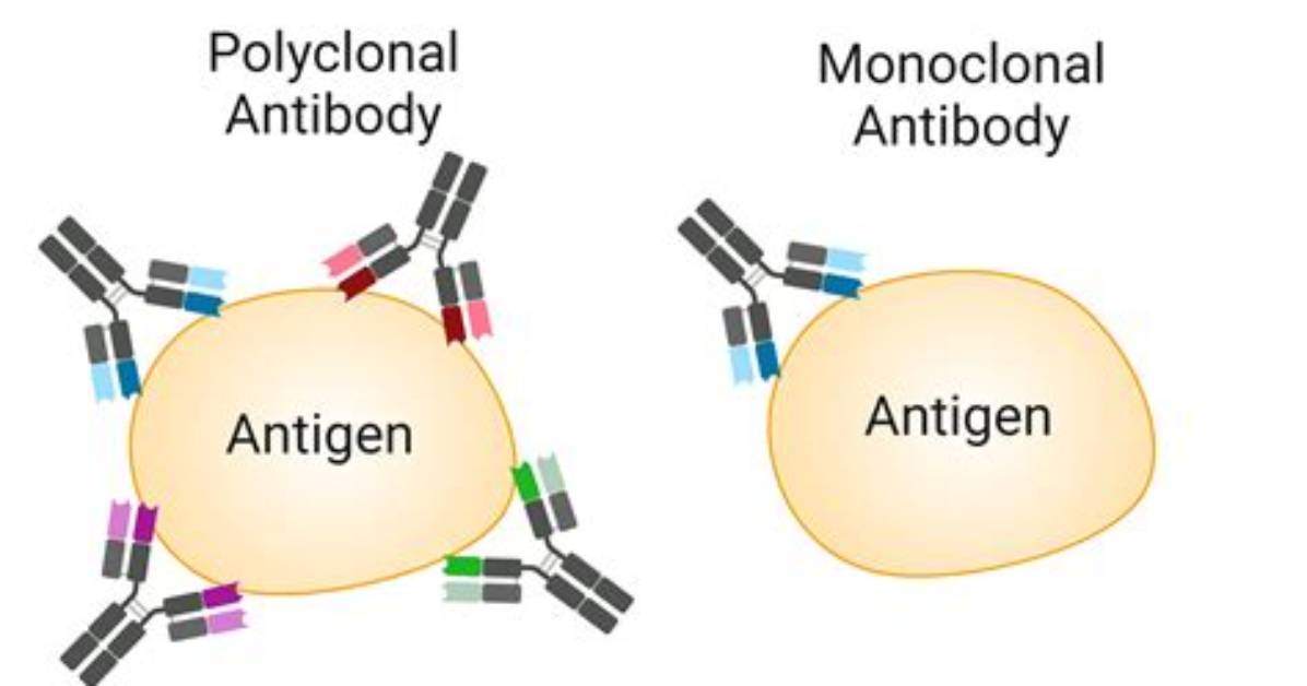 Where Do Polyclonal Antibodies Come from?