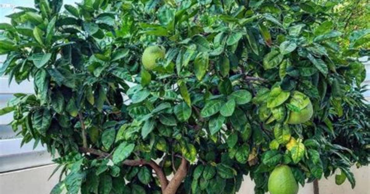 Where Do Pomelo Trees Grow?