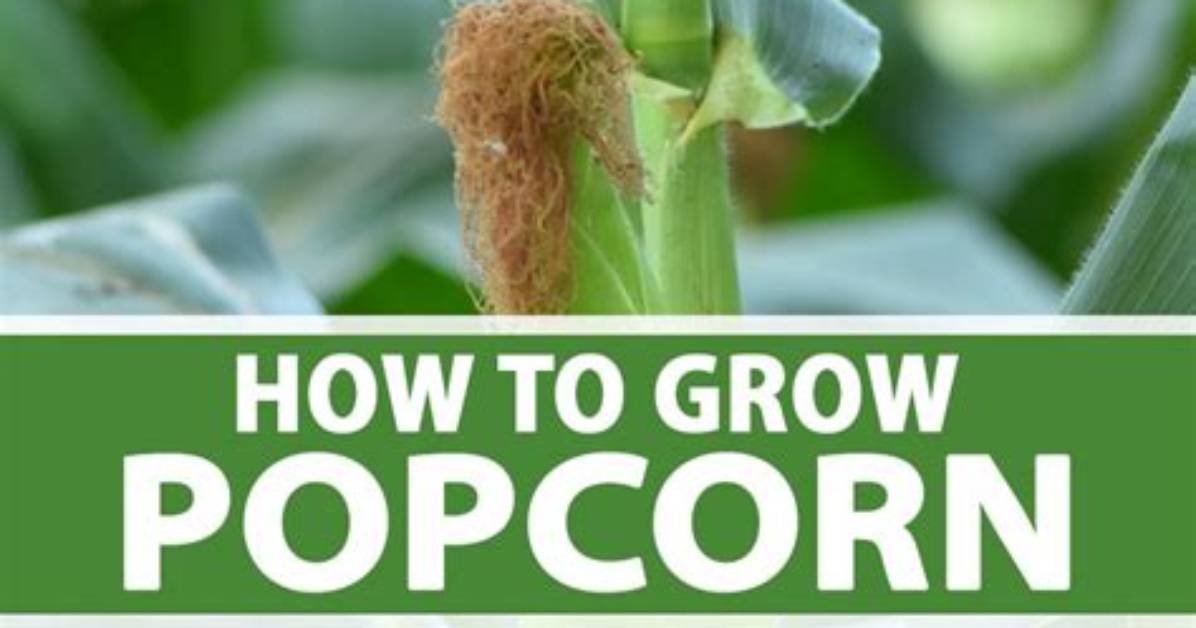 Where Do Popcorn Plants Grow?