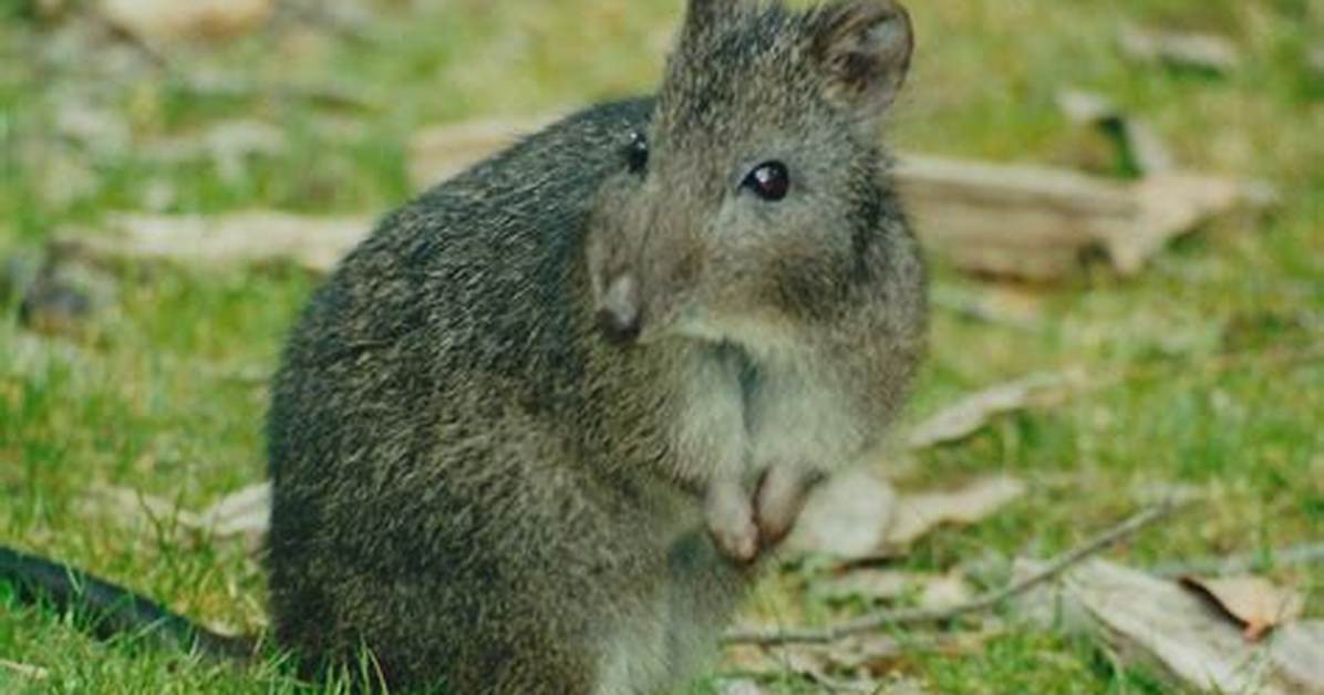 Where Do Potoroos Live?