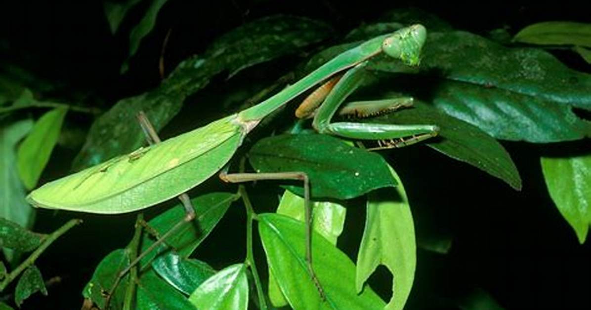 Where Do Praying Mantises Live?