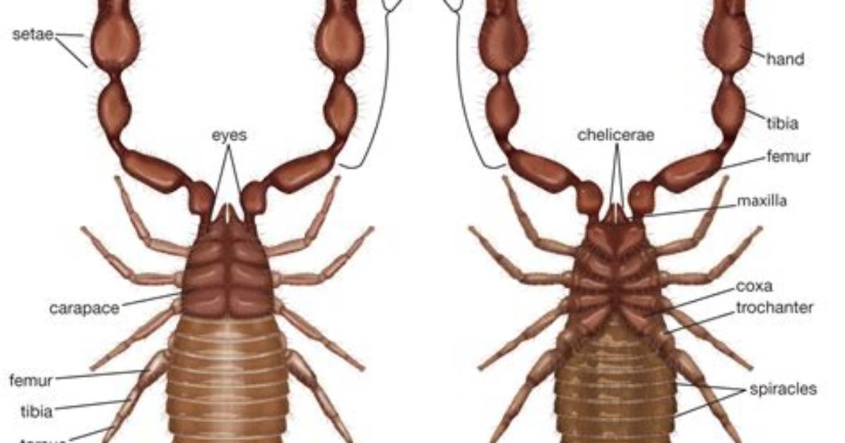 Where Do Pseudoscorpions Lay Eggs?