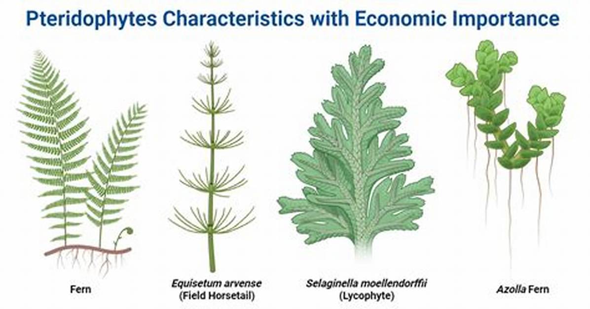 Where Do Pteridophytes Live?