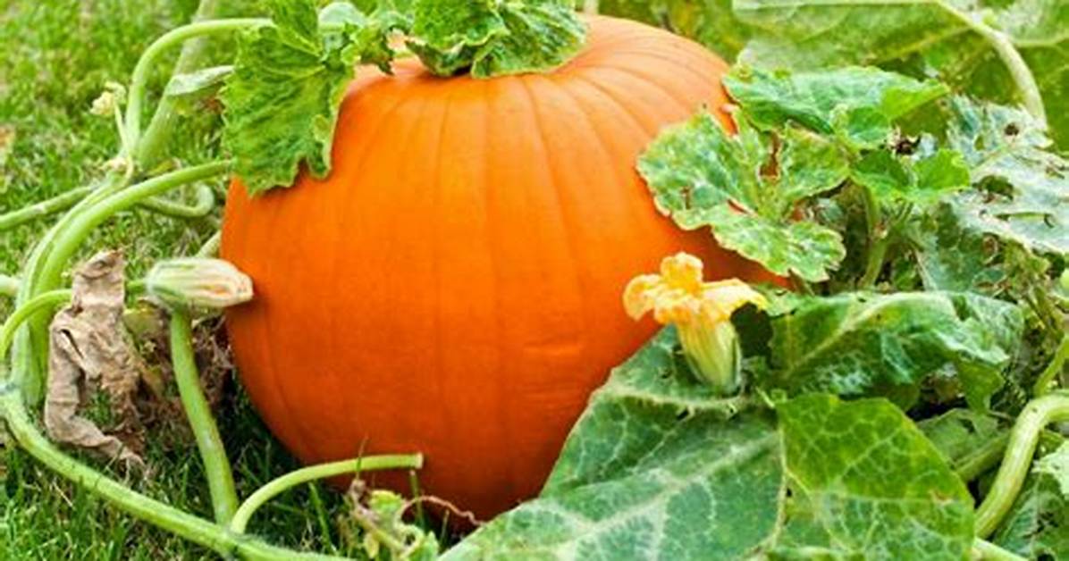 Where Do Pumpkins Grow in Texas