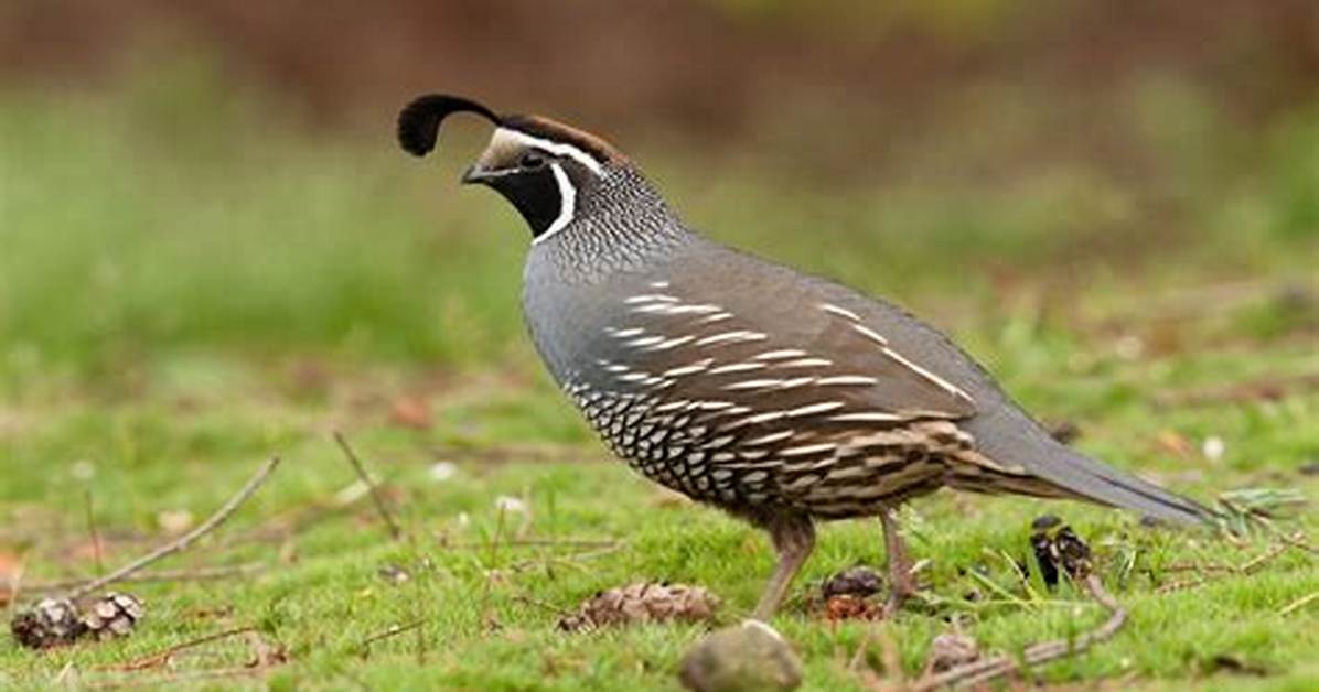 Where Do Quails Live?