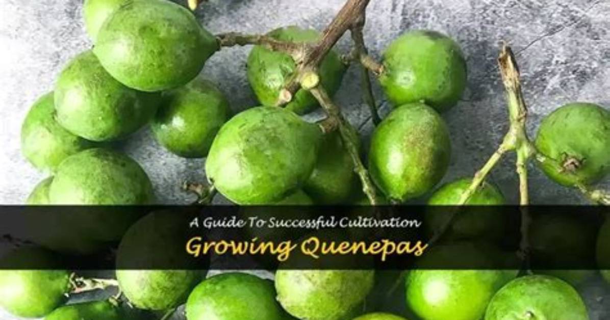 Where Do Quenepas Grow