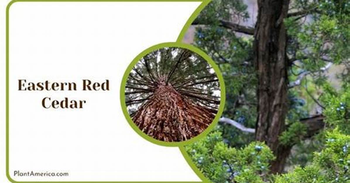 Where Do Red Cedars Grow