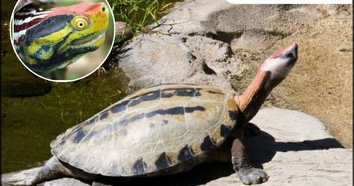 Where Do Red-Crowned Roofed Turtle Live?