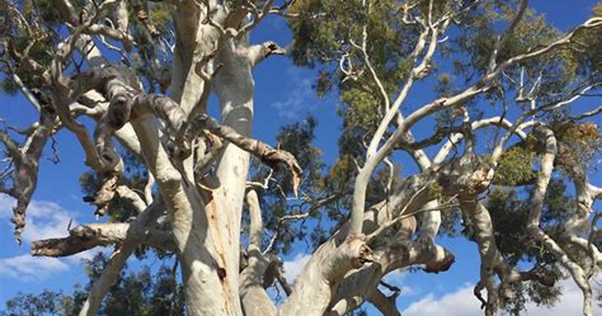 Where Do Red Gum Trees Grow?